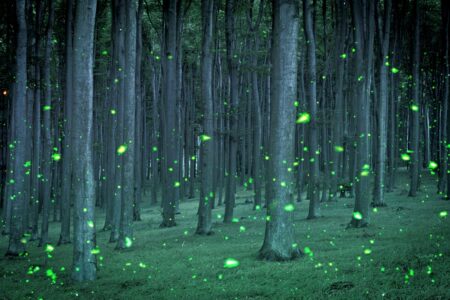 Světlušky, pohádková stvoření, jež dokážou vytvořit dokonalou atmosféru. Jak a proč ale vlastně svítí? Záhada odhalena