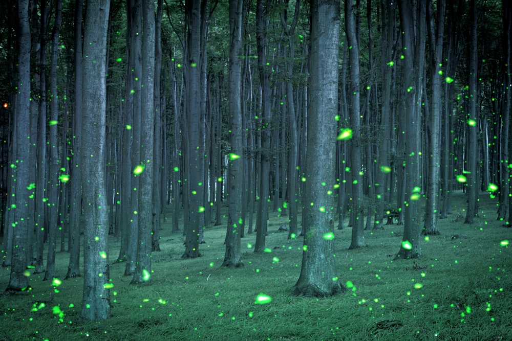 Světlušky, pohádková stvoření, jež dokážou vytvořit dokonalou atmosféru. Jak a proč ale vlastně svítí? Záhada odhalena
