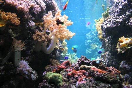 Horské oázy v mořských hlubinách jsou plné života, ale lidským očím po staletí skryty. Hrají klíčovou roli v globálním ekosystému