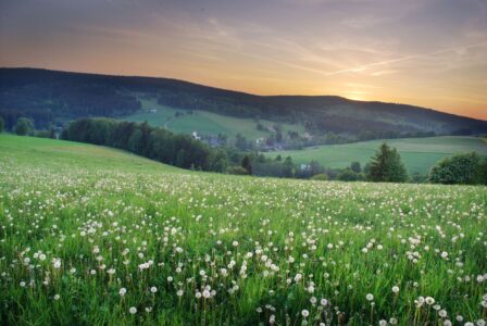 Přírodní rezervace Milovice představí tři druhy velkých kopytníků