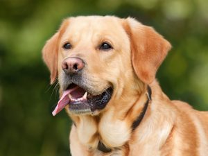 Plicní bakterie uvolňuje do dechu stopy látek, které člověk necítí. Labrador z londýnského útulku je zachytí díky stovkám milionů receptorů v nose