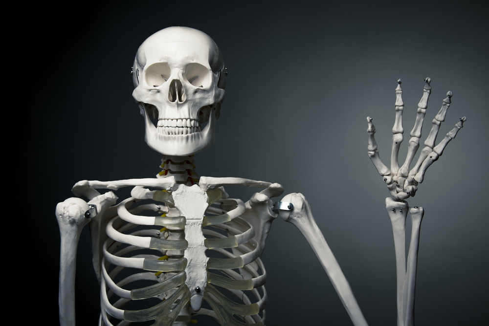 Kdo má více kosti dítě nebo dospělý?