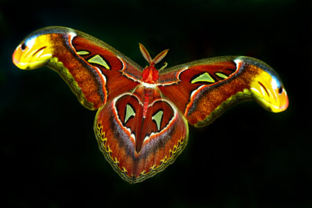 15 nejvzácnějších zvířecích druhů z celého světa, které je téměř nemožné spatřit. Těžké uvěřit, jaké krásy planeta Země skrývá