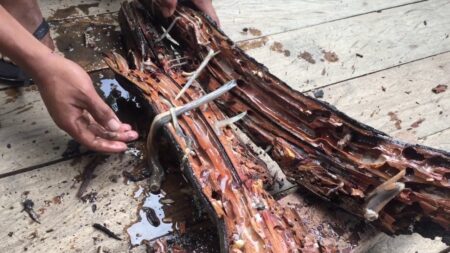 15 prudce jedovatých rostlin a stromů. Jsou smrtelně nebezpečné na pouhý dotek, řadu z nich venku potkáváte