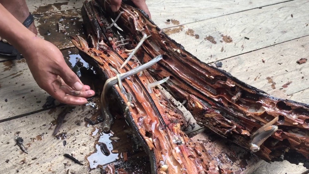 15 prudce jedovatých rostlin a stromů. Jsou smrtelně nebezpečné na pouhý dotek, řadu z nich venku potkáváte