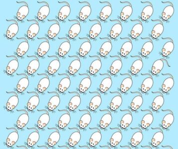 Jaká myška na obrázek nepatří? Najděte ji do 5 sekund a zařaďte se mezi 6 % bystrých Čechů