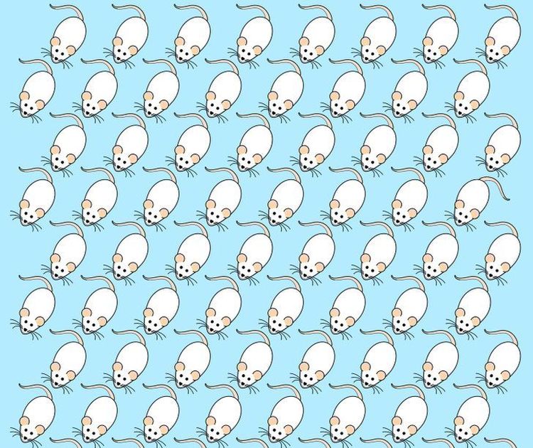 Jaká myška na obrázek nepatří? Najděte ji do 5 sekund a zařaďte se mezi 6 % bystrých Čechů