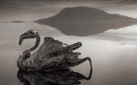 Vražedné jezero mění vše, co se ho dotkne, na kámen. Okolní zvířata a rostliny proměnilo na děsivé sochy smrti
