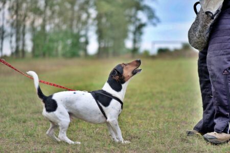Pes jako detektor lži. Pokud se vašemu mazlíčkovi něco, nebo někdo nelíbí, měli byste být na pozoru