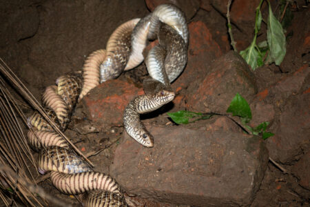 Dva extrémně jedovatí hadi se pářili v odtokové rouře domu. Pozor, může se to stát i u nás