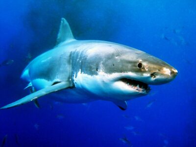 Kolik je nejstaršímu žralokovi na planetě? Ne nadarmo se těmto fascinujícím zvířatům přezdívá živoucí fosílie