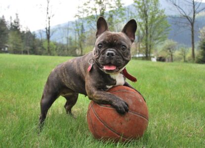 Umíte si představit svět bez psů? Pravděpodobně bychom mluvili německy a neměli telefony či suchý zip