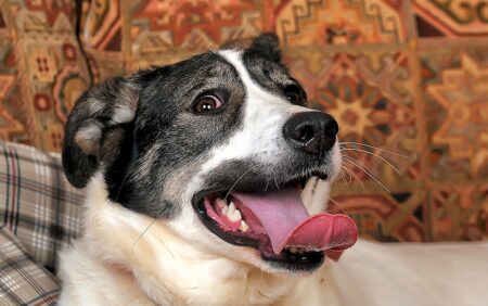 Najít odlišného psa je jako hledat jehlu v kupce sena: Více než 93 % lidí to zabere déle než 30 sekund