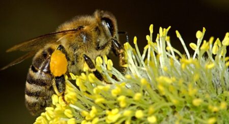 Hmyz vymírá děsivou rychlostí a podle statistik už polovina druhů vyhynula. Co to pro nás znamená a můžeme to zvrátit?