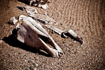 Co by se stalo, kdybychom vyhubili všechno živé na planetě? Katastrofický scénář nutí k zamyšlení