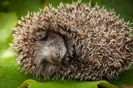 Proč zvířata hibernují? Některá prospí celou zimu, jiná své tělo „vypnou“ jen na pár hodin
