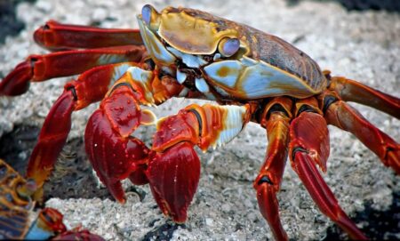 Británie uznala chobotnice, olihně a kraby za bytosti nadané vědomím. Přesto je pro kuchaře zatím legální vařit živočichy zaživa