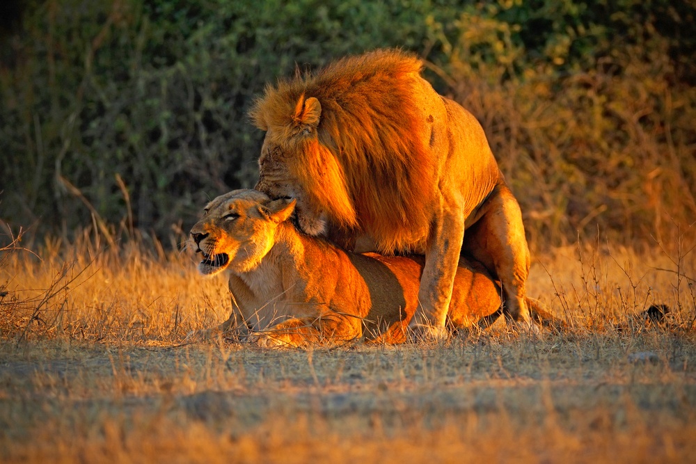 Co se stane s živočišným druhem v momentě, kdy bude rozmnožování důležitější než samotné přežití?