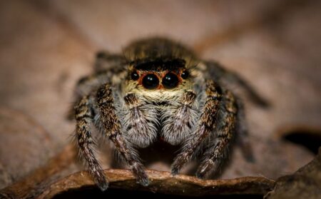 Líbilo by se vám nadobro vyhubit pavouky? Pozor, tento nenahraditelný článek přírody nás chrání před hmyzí apokalypsou