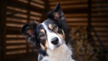 Proč psi naklání hlavu, když jim něco říkáme? Ve skutečnosti jde o účinnou techniku manipulace s páníčkem