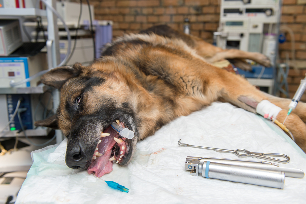 Torze žaludku u psa je velký strašák. Projevuje se nenápadně, o to zničující jsou následky. Zabraňte úmrtí včas