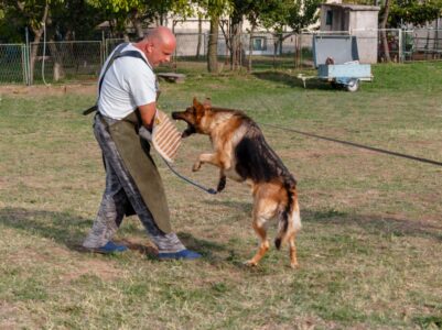 Jak se zachovat, pokud na vás zaútočí agresivní pes: Chovatel bojových plemen prozradil taktiku na záchranu života