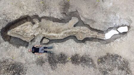 Obrovský Ichtyosaurus neboli „Obří drak“ je jednou z největších fosilií, jaká kdy byla nalezena. Pouhá lebka váží 1 tunu