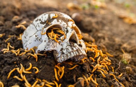 Jak vypadá lidská mrtvola po 12 měsících? Rozklad je rozdělený do několika etap –⁠ od tekutého mozku až po tlakový výbuch