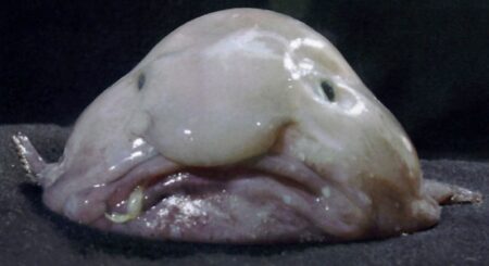 Nejošklivější zvíře na světě? Je jím tlustohlavec tasmánský, hlubinná ryba, která se dožívá i 200 let. Co o něm doposud bylo zjištěno?