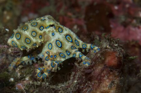 Tento mořský živočich je možná roztomilý, ale rozhodně ne bezbranný. Neznalá žena kvůli videu málem přišla o život