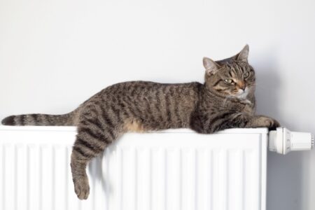 Několik důvodů, proč jsou kočky skvělými společnicemi: Věděli jste, že pomáhají léčit i fyzickou bolest?