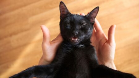 Proč kočky předou? Tato a dalších 5 zdánlivě jednoduchých otázek zaměstnávají lidstvo po staletí