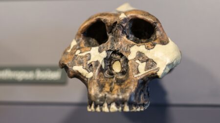 Video, jak se naše podoba po tisíce let měnila a vyvíjela. Zrychlená simulace evoluce je doslova hypnotizující