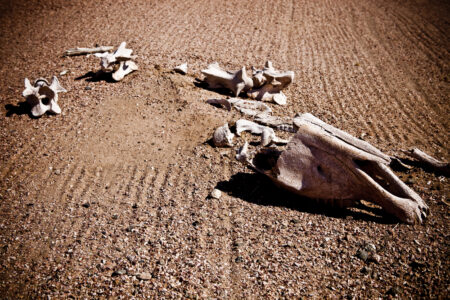 Co přesně bylo „velké vymírání“? Před více než 252 miliony let vyhladilo téměř všechen život na planetě