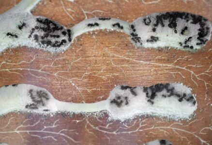 Mravenci tvoří udržitelné zemědělství. Od těchto malých hospodářů se má lidstvo stále co učit