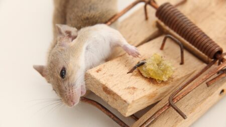 I myši, které terorizují vaši domácnost, si zaslouží lidské zacházení. Návod, jak snadno vyrobit humánní past