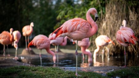 Plameňáci svým vzhledem patří mezi nejzajímavější zvířata planety. Proč mají tak neobvyklou barvu?