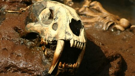 DNA analýza šavlozubé kočky poskytuje vzácné poznatky. Dovoluje nahlédnout do života smrtícího lovce