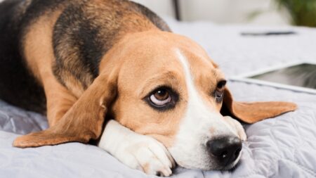 Psi jsou závislí na lidské přítomnosti a samotným je jim smutno. Jak jim pomoci vyrovnat se se stresem z odloučení?