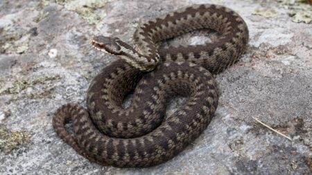 Správná první pomoc při uštknutí zmijí: Vyvarujte se rozšířených lidových rad, které způsobují trvalé následky