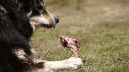 Váš mazlíček by vás bez váhání sežral, pokud byste zemřeli. Co k tomu psy a kočky vede a proč?