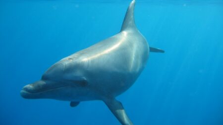 Kterých 5 zvířat patří mezi ty nejchytřejší tvory na planetě? Některé druhy vás překvapí