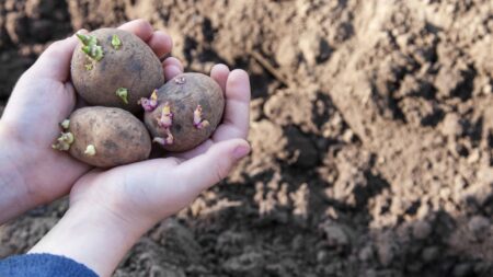 Vypěstujte si 10kg brambor na 1 m². Důležitá je správná teplota, hloubka zasazení a vzdálenost