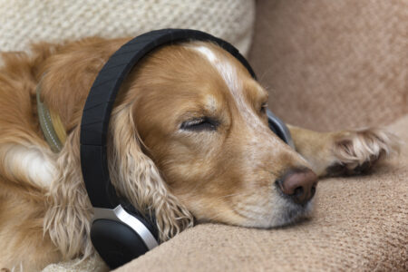 Znáte hudební vkus vašeho psa? Poslech některých žánrů může zlepšit kvalitu jeho života