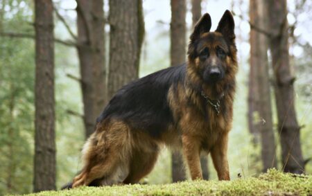 Co všechno a na jakou vzdálenost slyší průměrný pes? Hodnoty dosahují kilometrů –⁠ v závislosti na podmínkách