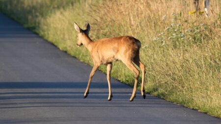 Pokud na silnici potkáte srnku, nikdy se jí nevyhýbejte. Má to prostý, zato však logický důvod