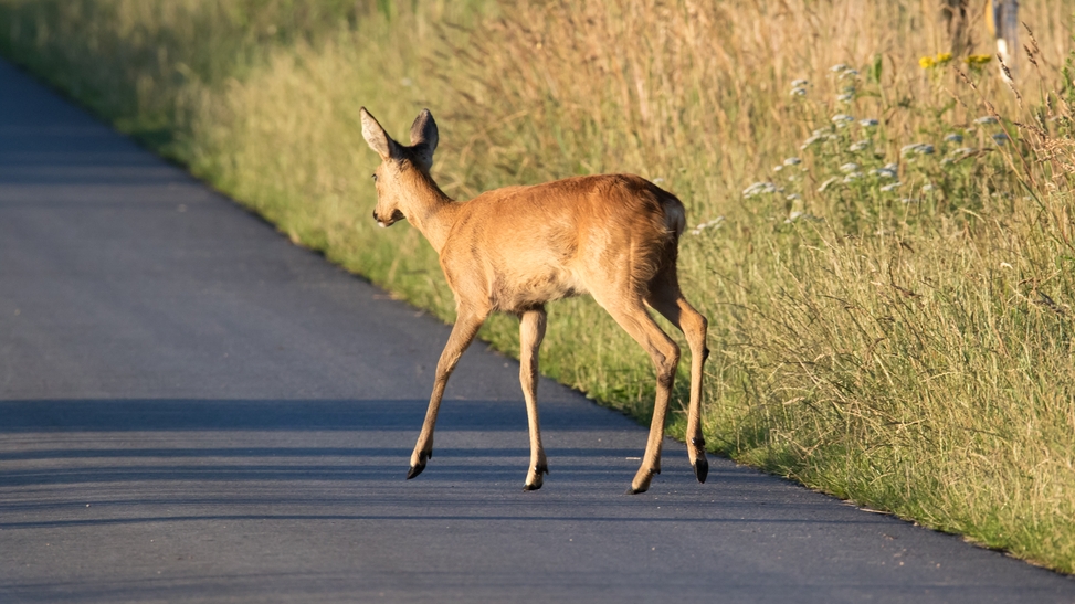 Pokud na silnici potkáte srnku, nikdy se jí nevyhýbejte. Má to prostý, zato však logický důvod