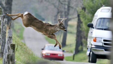 Můžete sníst zvíře, které jste srazili autem? Předtím, než ho naložíte do kufru, se zamyslete nad všemi „ale“
