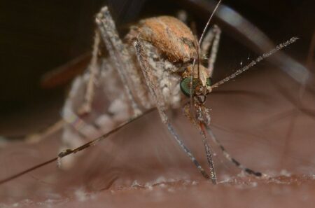 Přitahuje komáry určitá krevní skupina? Vaši atraktivitu ve skutečnosti ovlivňuje mnohem víc faktorů