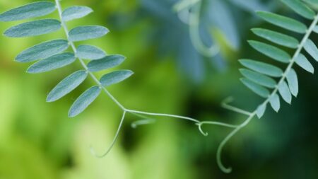Rostliny dokáží křičet a i stromy mají uši: Flóra prý mezi sebou tajně komunikuje, stačí jen správně pozorovat